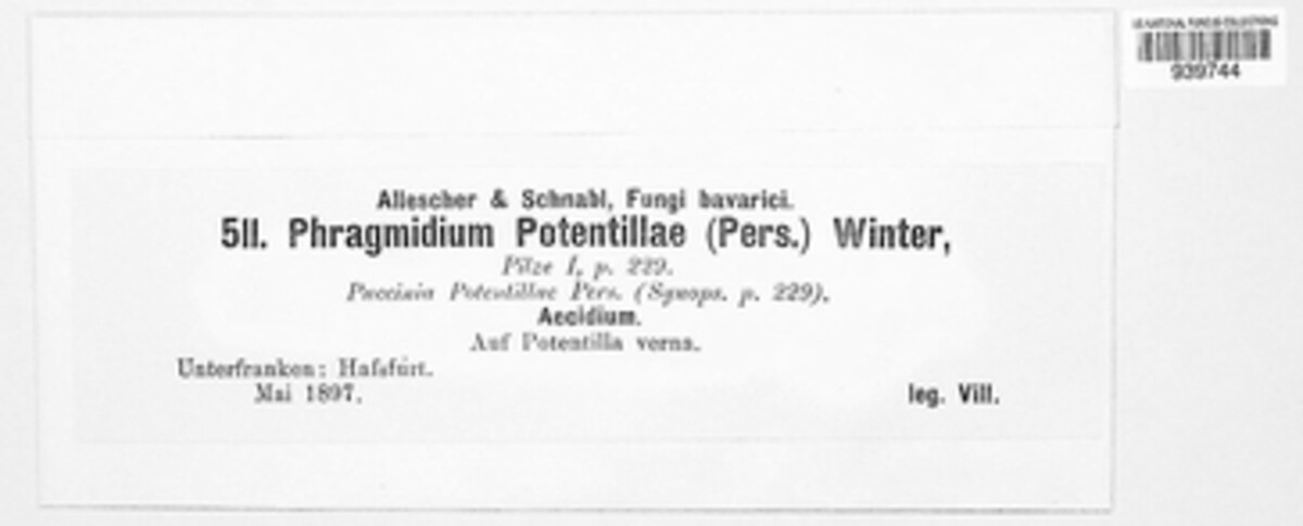 Phragmidium potentillae image
